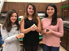Baby Chicks Have Arrived