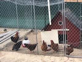 Chickens of RHMS