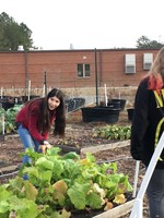 Research Garden at RHMS Better Than Ever